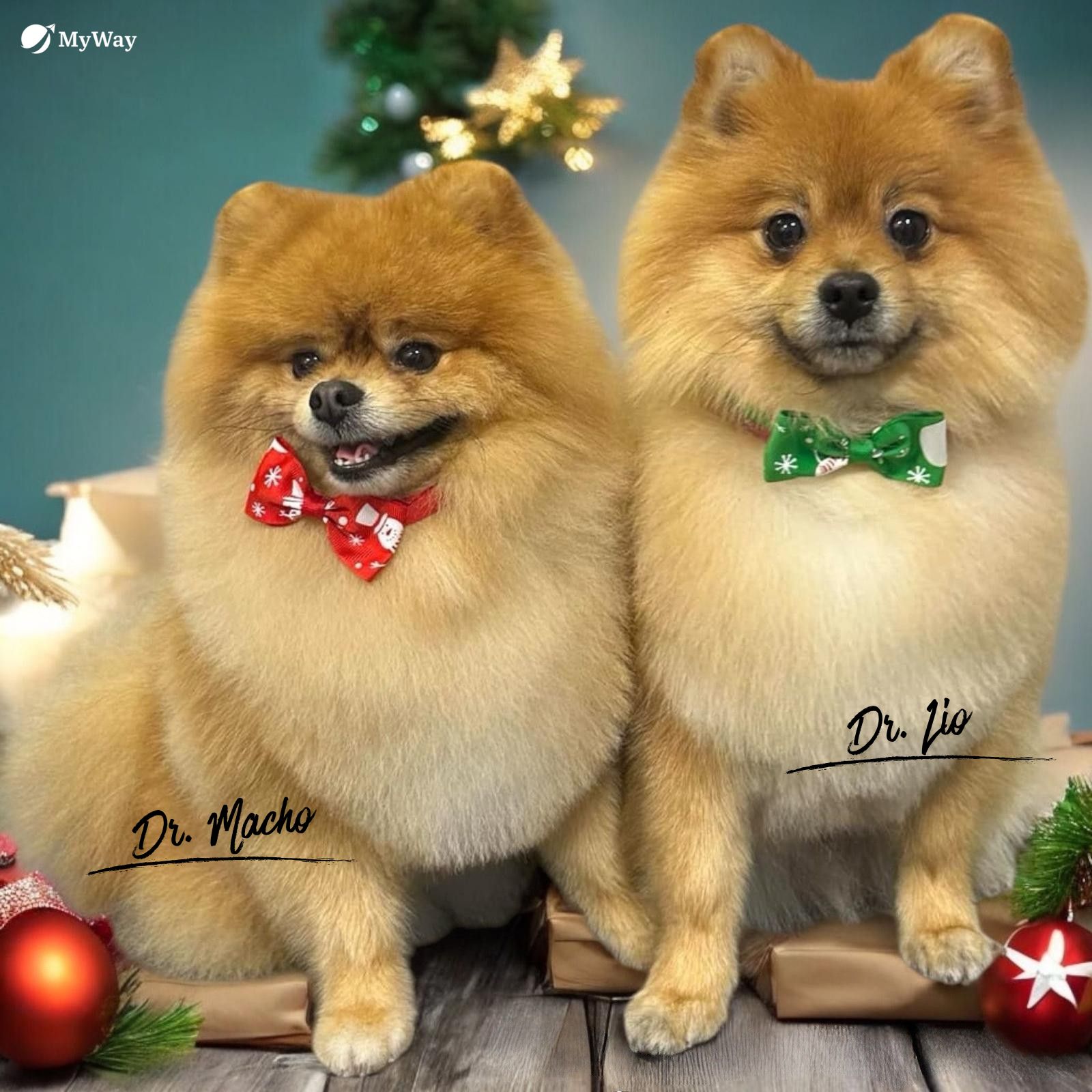 Dr. Macho i Dr. Lio — pomeraniany